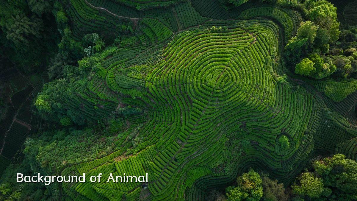 Background of Animal
