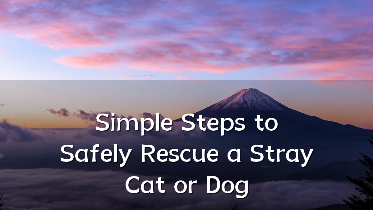 Simple Steps to Safely Rescue a Stray Cat or Dog