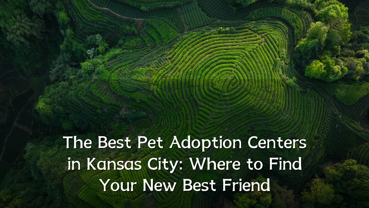 The Best Pet Adoption Centers in Kansas City: Where to Find Your New Best Friend