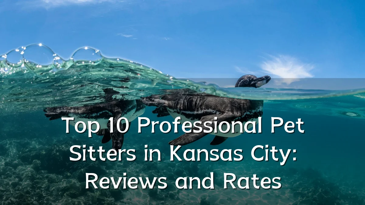 Top 10 Professional Pet Sitters in Kansas City: Reviews and Rates