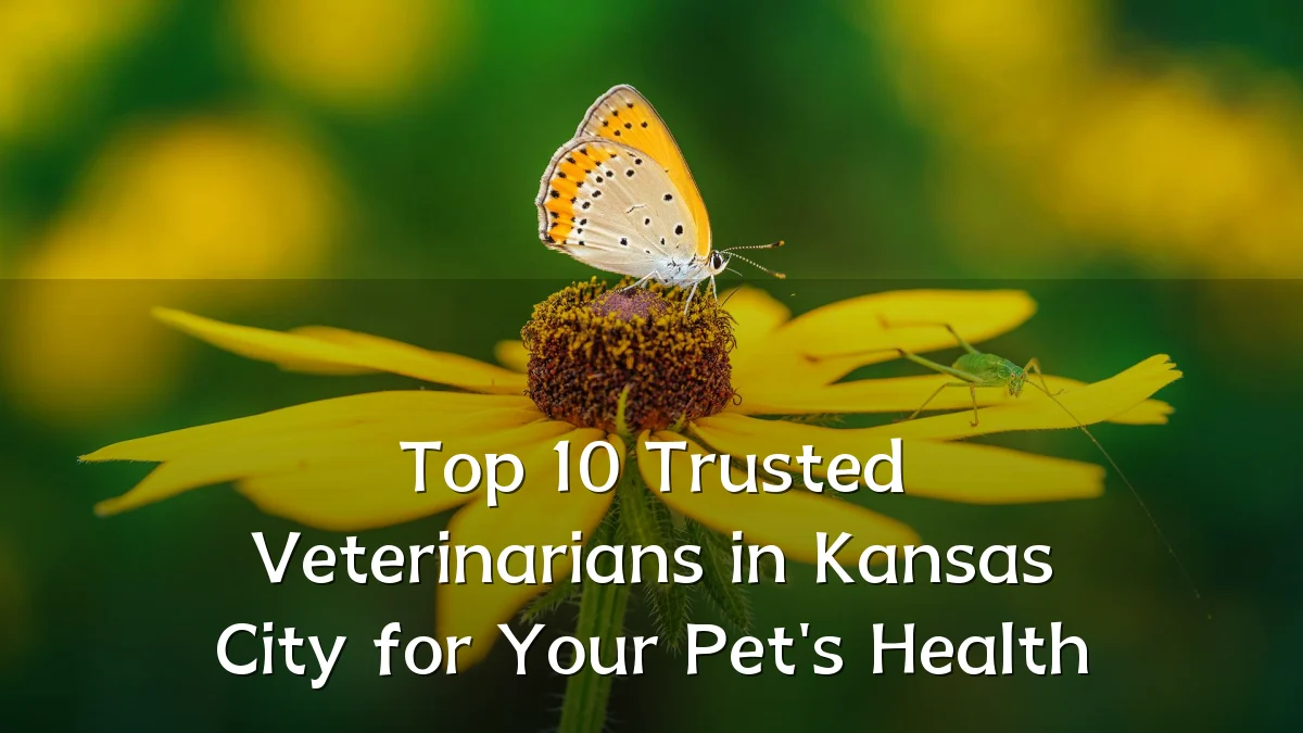 Top 10 Trusted Veterinarians in Kansas City for Your Pet's Health