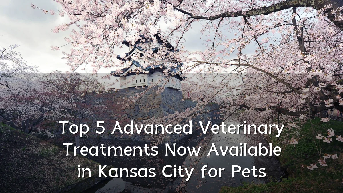 Top 5 Advanced Veterinary Treatments Now Available in Kansas City for Pets
