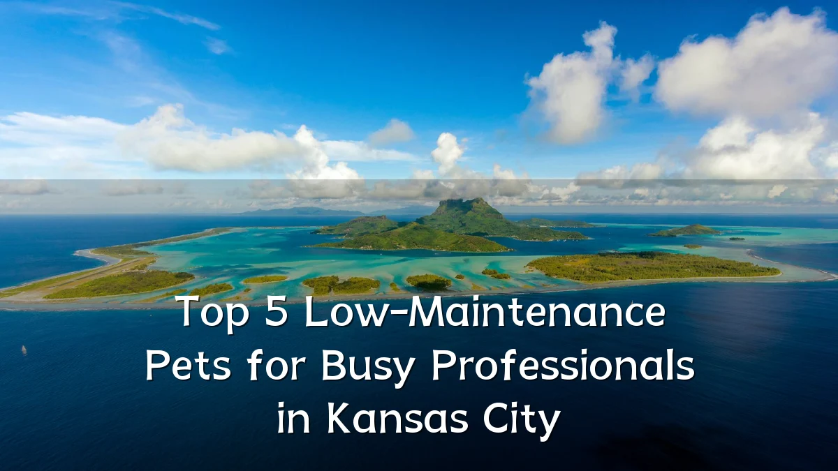 Top 5 Low-Maintenance Pets for Busy Professionals in Kansas City