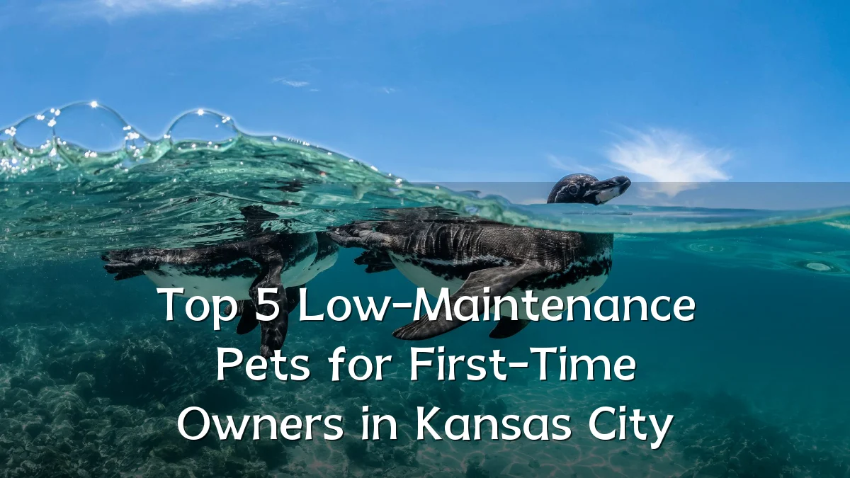 Top 5 Low-Maintenance Pets for First-Time Owners in Kansas City