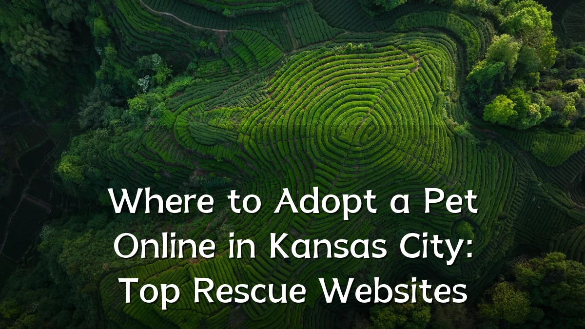 Where to Adopt a Pet Online in Kansas City: Top Rescue Websites